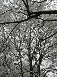 snow trees 2-22-15